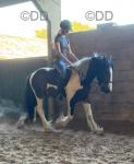 Tommy, 14hh Ride & Drive Gelding