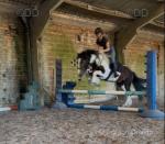 Tommy, 14hh Ride & Drive Gelding