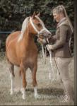 Pancake, 11.3hh Welsh Section A Mare