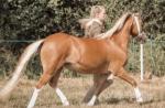 Pancake, 11.3hh Welsh Section A Mare