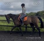 Moo Moo, 16.2hh Thoroughbred Gelding