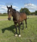 Moo Moo, 16.2hh Thoroughbred Gelding