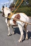 Driving Filly