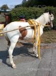 Driving Filly