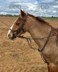 Charlie, 12.2hh Riding Gelding