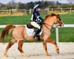 Charlie, 12.2hh Riding Gelding