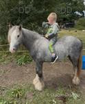 Yearling Colt