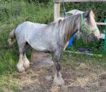 Yearling Colt