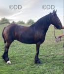 Mary Poppins, 14.2hh Ride and Drive Mare