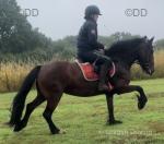Mary Poppins, 14.2hh Ride and Drive Mare