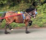 Mary Poppins, 14.2hh Ride and Drive Mare