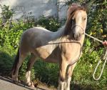 3 Year Old Gelding