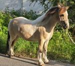 3 Year Old Gelding