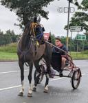 Coloured trotter square going mare, 5 years old, 15hh. Teeth, wormed, shod all to date. Good to shoe. 