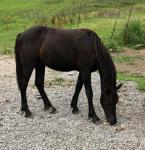 Yearling Colt
