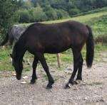 Yearling Colt