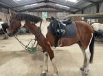 Georgie Boy, 14.2hh Riding Gelding 