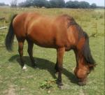 14.3hh Arab Mare