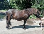 Shetland Gelding 