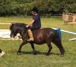 Shetland Gelding 