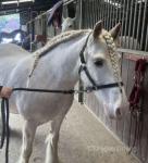 Rosie, 13.1hh Riding Mare