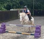 Rosie, 13.1hh Riding Mare
