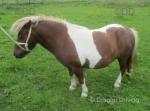 3 Year Old Filly