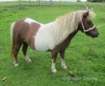 3 Year Old Filly