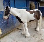 13.2hh 9 year old half bred gelding here for sale, rides & drives although he's more of a driving horse, i've personally never ridden him myself. 