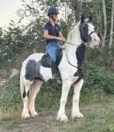 Cindy, 15.1hh 9 year old mare. Cindy has been there done it. Easy to do all ways. You can drive her any roads, amazing in heavy traffic. Will stand about all day long, loves to work. She lives in or out, has lovely ground manners. She is a real nice mare to ride. Loves to hack out in company or alone. 