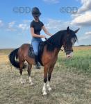 Luna 14.2hh 4 year old mare. Very smart mare all round. Unbelievably flashy. She is very laid back. Lovely mare to drive, beautiful movement. Drives in four wheelers or two wheelers. Unbelievable ride or drive for her age. 