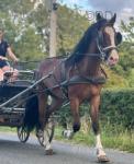 Luna, 14.2hh Ride and Drive Mare