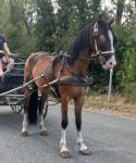 Luna, 14.2hh Ride and Drive Mare