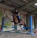 Luna, 14.2hh Ride and Drive Mare