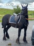 14.2hh registered Dales stallion, bred by Dennis Urwin. 4 years old. Was backed at 3 then turned away and has just been hacking this summer. 
