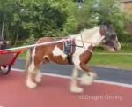 Very good four year old half bred golden here, 13.2hh. Good horse for the drives, goes 20 miles an hour, hundred percent bombproof. 