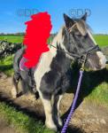 12hh cob 2nd pony, ride and drive mare, 10 years old. Minnie has been with us for 2 years before coming to us she had done a lot of pony club, lessons teaching a variety of children, jumping, farm rides, hacking and driving. Since being with us minnie has predominantly been used for hacking and some schooling but has attended some local shows. 