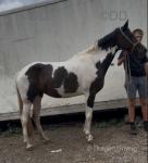Nice coloured ride and drive mare, she is 9 years old stand full 15.2hh on the dot. She's a nice, kind, quiet mare to do daily. 