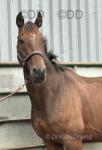 15.2hh Riding Gelding 