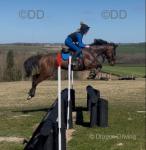 15.2hh Riding Gelding 