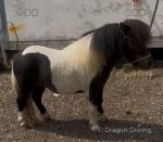 Very smart coloured Shetland gelding. A proper little pony, built like a tank. 4 years old. 