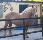 Sasha, 15.1hh Comtois Ride & Drive Mare