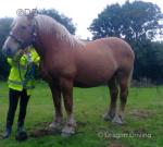 Sasha, 15.1hh Comtois Ride & Drive Mare