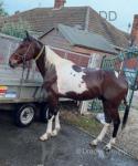 Barney, 14.3hh Ride & Drive Gelding