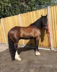 14hh Driving Gelding