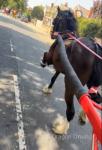 14hh Driving Gelding