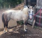 12.3hh Ride & Drive Mare
