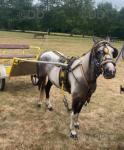 12.3hh Ride & Drive Mare