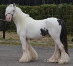 SD Eric, 3 Year Old Gelding