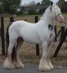 SD Eric, 3 Year Old Gelding